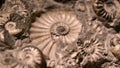 Fossil & Ammonite for fuel energy