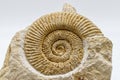 Fossil of Ammonite isolated on white background. Close-up Royalty Free Stock Photo