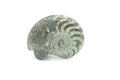 Fossil of Ammonite. nautilus snail on white isolated background Royalty Free Stock Photo