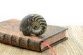 Fossil of Ammonite. nautilus snail on white isolated background