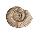 The fossil of ammonite on white background,isolated Royalty Free Stock Photo