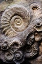 Fossil ammonites