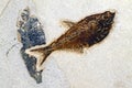 Fossil of ancient fish diplomystus