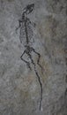 The fossil of ancient reptile in a rock Royalty Free Stock Photo