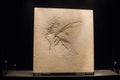 fossil of archaeopteryx in Naturmuseum Senckenberg