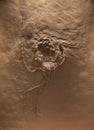 The fossil of archaeopteryx skeleton in stone