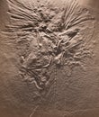 The fossil of archaeopteryx skeleton in stone Royalty Free Stock Photo