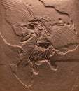 The fossil of archaeopteryx skeleton in stone Royalty Free Stock Photo