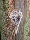 Fossil attached outside to wooden bark of tree texture autumn Royalty Free Stock Photo