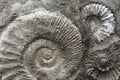 Fossil Background Royalty Free Stock Photo