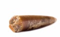 Fossil belemnite