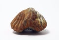 Fossil brachiopod