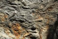 Fossil cephalopods in a zoo in Prague, Czech Republic