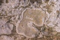 Fossil coral on Fregate 2 Royalty Free Stock Photo