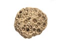 Fossil coral Lithostrotionella Royalty Free Stock Photo