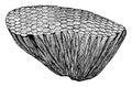 Fossil Coral, vintage illustration Royalty Free Stock Photo