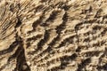 Fossil corals of the Red Sea. Royalty Free Stock Photo