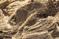 Fossil corals of the Red Sea. Royalty Free Stock Photo