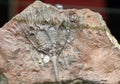 Fossil Crinoid