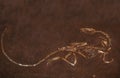 DINOSAURE coelophysis bauri