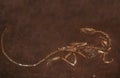 FOSSIL OF DINOSAUR coelophysis bauri