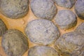 Fossil of dinosaur eggs.