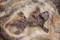 Fossil dinosaur lizard. Fossil of prehistoric lizard skeleton on the rock Royalty Free Stock Photo