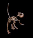 Fossil dinosaur skeleton