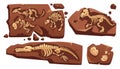 Fossil dinosaurs skeletons, buried snails shells
