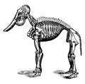Fossil elephant, vintage illustration
