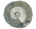 Fossil of an extinct ammonite clam inside a cracked concretion isolated on white background Royalty Free Stock Photo