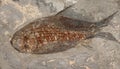 Fossil fish Royalty Free Stock Photo