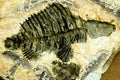 Fossil fish