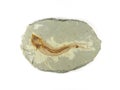 Fossil Fish Royalty Free Stock Photo