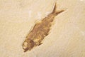Fossil fish Royalty Free Stock Photo
