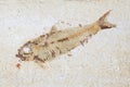 Fossil fish. Close up of prehistoric Knightia alta specimen from Royalty Free Stock Photo