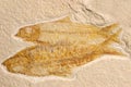 Fossil fish (Eocene) Royalty Free Stock Photo