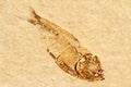 Fossil fish from the Eocene, approximately 50 million years old