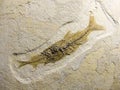 Fossil fish