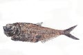fossil fish isolated Royalty Free Stock Photo