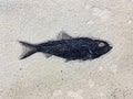 Fossil fish pattern in limestone