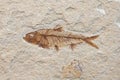 Fossil fish Royalty Free Stock Photo