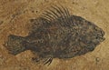 Fossil fish -Priscacara
