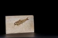 Fossil fish slab. Specimen on display against black background. Royalty Free Stock Photo