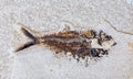 Fossil of fish Royalty Free Stock Photo