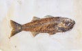 Fossil of fish Royalty Free Stock Photo