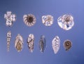 Fossil foraminifera chamberlings