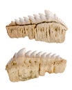 Fossil fossilized shark teeth. Isolated Royalty Free Stock Photo