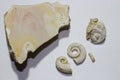 Fossil of Gastropods