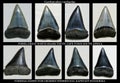 Fossil great white shark teeth Royalty Free Stock Photo